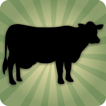 Cows