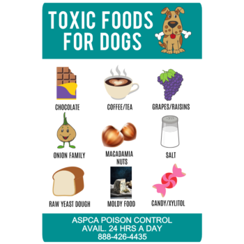 Toxic Foods for Dogs Magnet