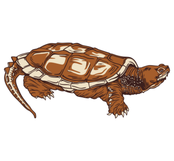 Common Snapping Turtle Static Cling
