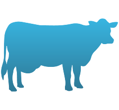 Cow Decal