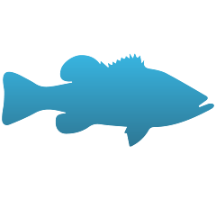 Large Mouth Bass Decals