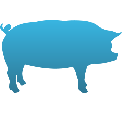 Pig Decal