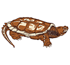Common Snapping Turtle Static Cling
