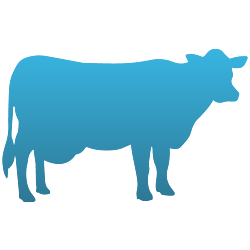 Cow Decal